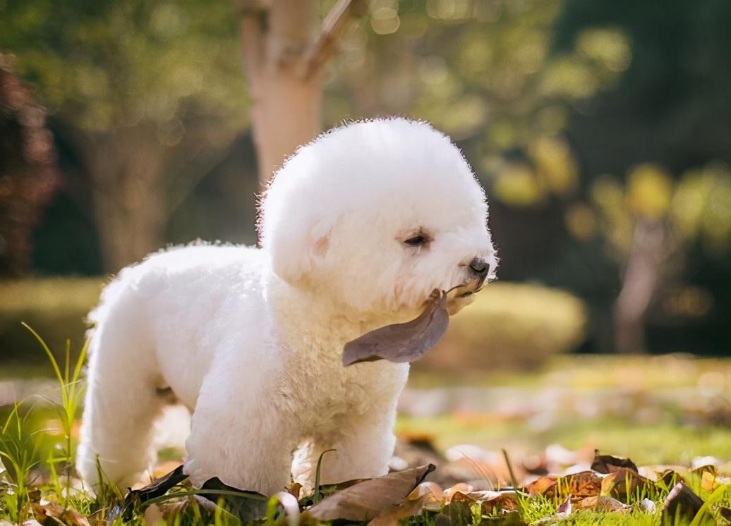 比熊犬的换牙期及其注意事项