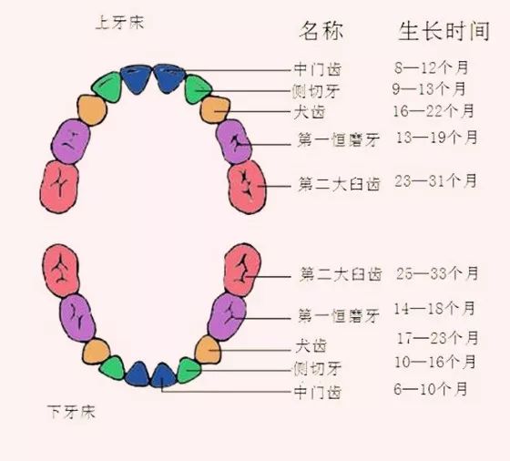 关于宝宝长牙，了解宝宝牙齿生长规律与注意事项