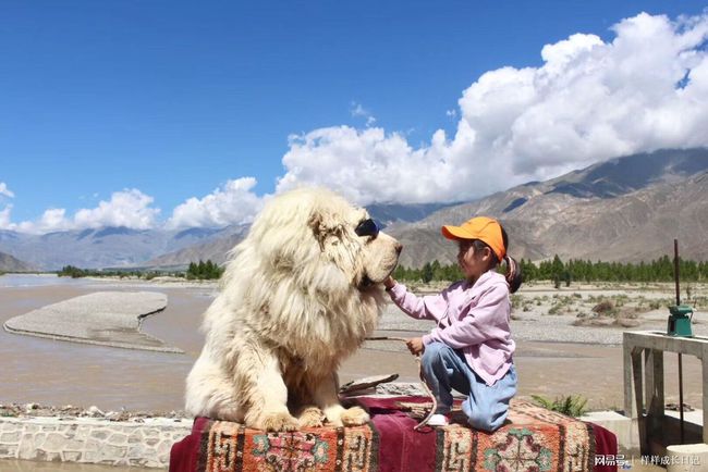 格力犬的成长之旅，五个月大的独特魅力与图片展示